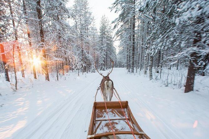 Forest Trail Reindeer Safari - Group size and how it affects your experience