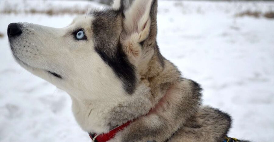 From Rovaniemi: 5km Husky Sleigh Ride - A 5km Husky Sleigh Ride that mixes speed with actual Arctic know-how
