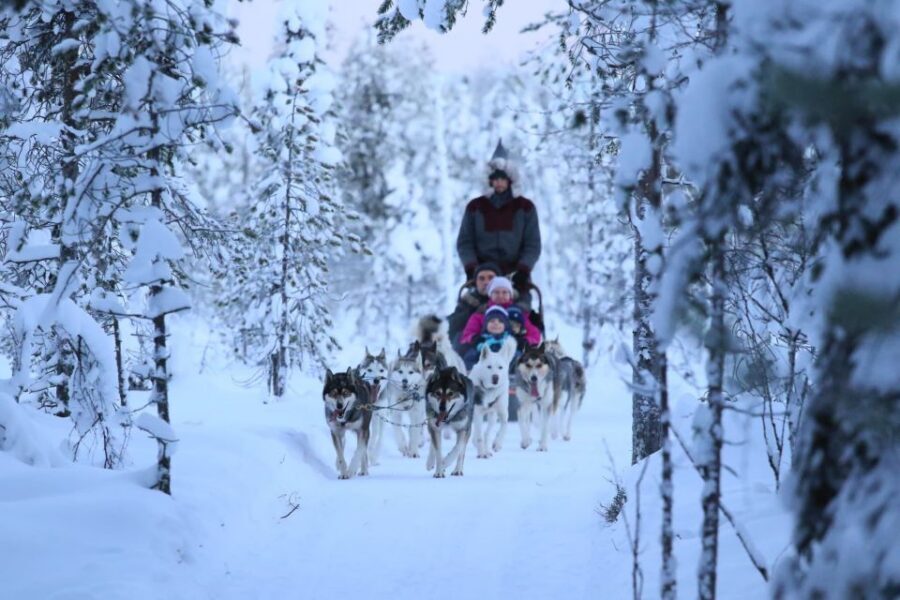 From Rovaniemi: 5km Husky Sleigh Ride - At the farm: meeting the huskies before you ride
