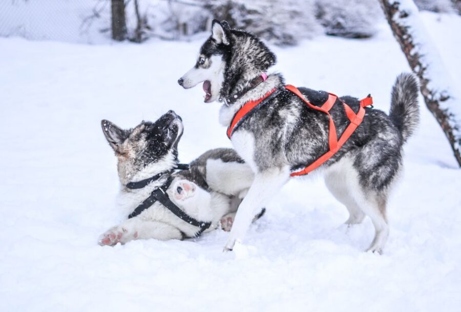 From Rovaniemi: 5km Husky Sleigh Ride - Small group size and language support: practical comfort for your winter day