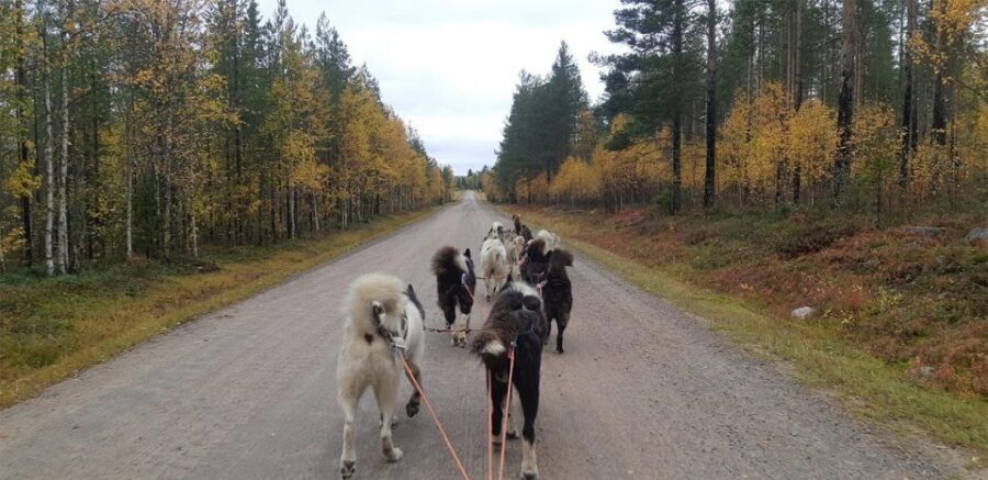 From Rovaniemi: Autumn Husky Safari Adventure - Key Things I’d Prioritize