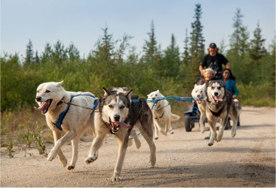 From Rovaniemi: Autumn Husky Safari Adventure - Rovaniemi Autumn Husky Safari: How the 3 Hours Actually Feel