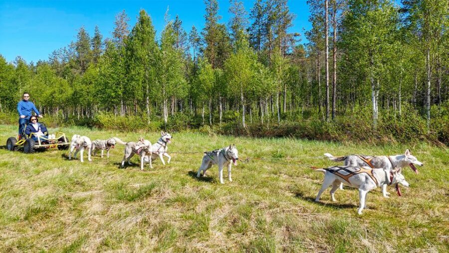 From Rovaniemi: Autumn Husky Safari Adventure - The Huskies Take Over: What You Do on the Carriage Ride