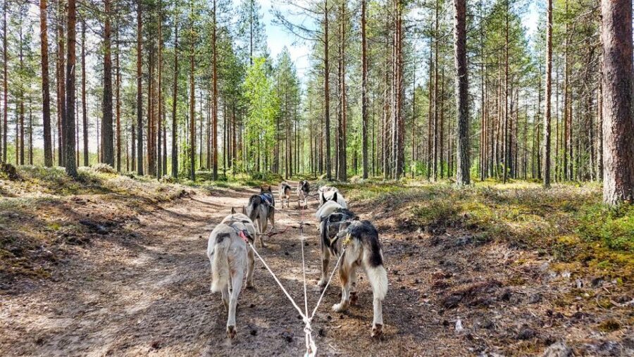 From Rovaniemi: Autumn Husky Safari Adventure - Lapland Extras You Can Expect: Frozen Lake and Finnish Snacks