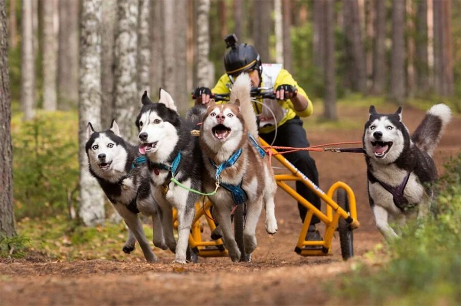 From Rovaniemi: Autumn Husky Safari Adventure - Price and Value: Is $237 Per Person Fair?