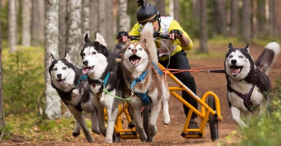 From Rovaniemi: Autumn Husky Safari Adventure - Who This Husky Safari Suits Best (and Who Should Skip It)