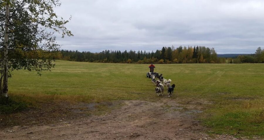 From Rovaniemi: Autumn Husky Safari Adventure - Weather Rules and Ride Changes: Your Real-World Plan