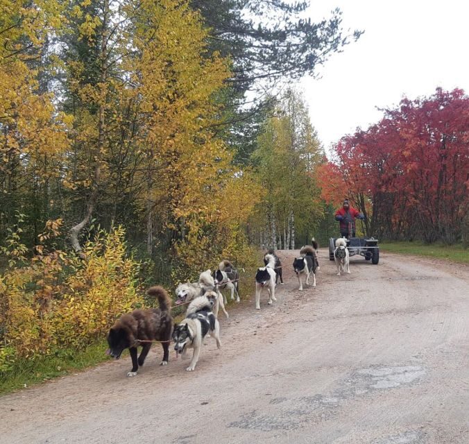 From Rovaniemi: Autumn Husky Safari Adventure - Hotel Pickup and The Drive Out: Making the Day Effortless