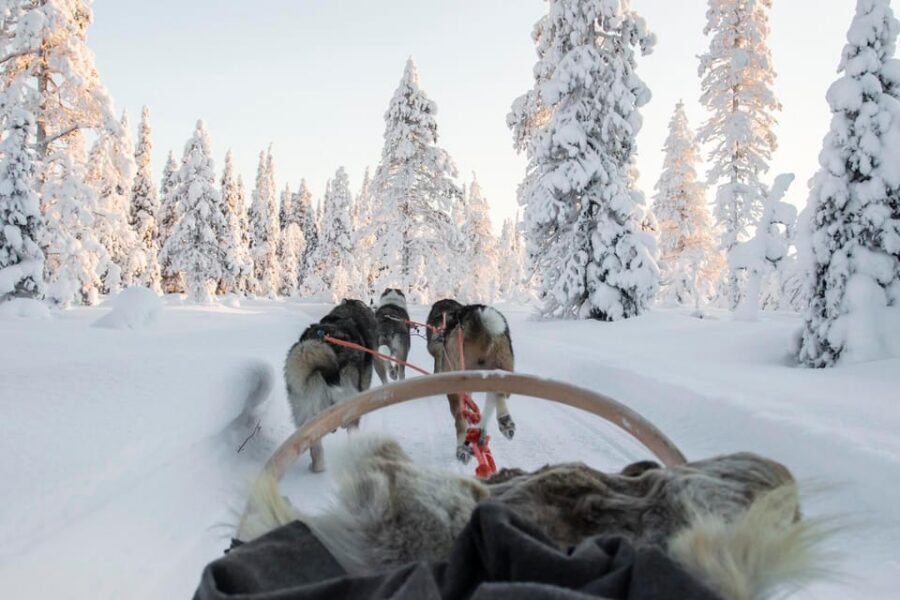 From Rovaniemi: Husky and Reindeer farm with sled ride - Who this tour fits best (and who should think twice)
