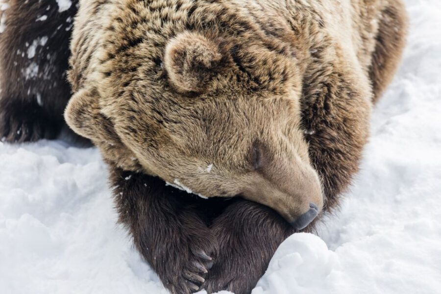 From Rovaniemi: Ranua Wildlife Park Experience - Key highlights to care about before you go