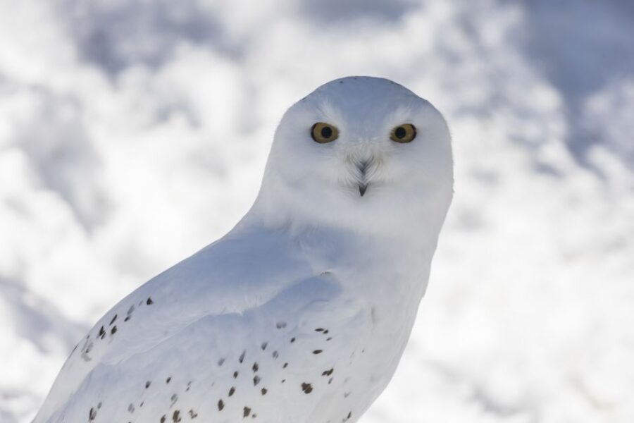 From Rovaniemi: Ranua Wildlife Park Experience - Ranua’s outdoor zoo feel: why it works in winter