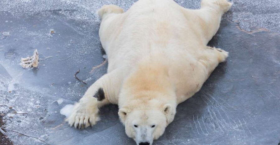 From Rovaniemi: Ranua Wildlife Park Experience - The main event: a guided 2.5 km forest walk for Arctic animals