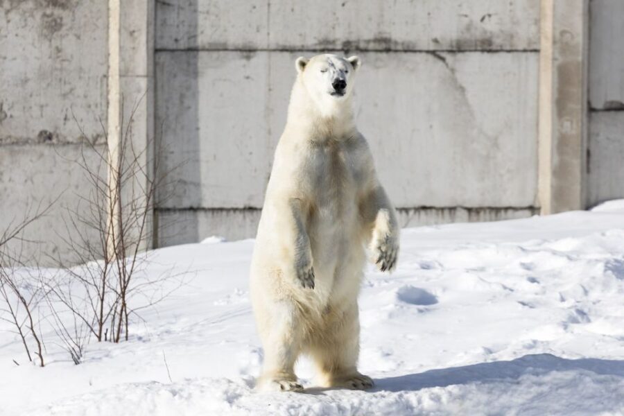 From Rovaniemi: Ranua Wildlife Park Experience - Weather rules and packing: how to avoid turning a fun day into misery