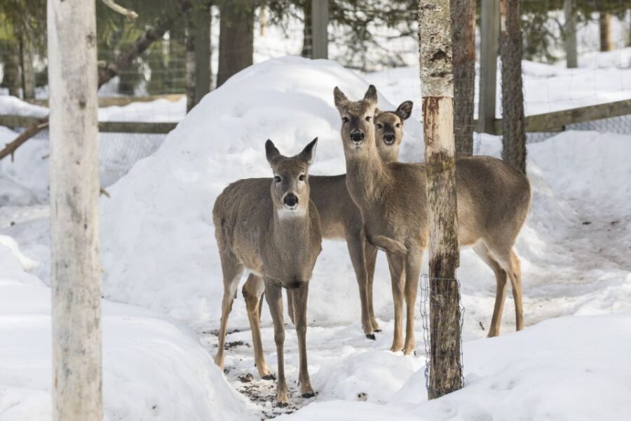 From Rovaniemi: Ranua Wildlife Park Experience - Price and value: is around $247 worth it?