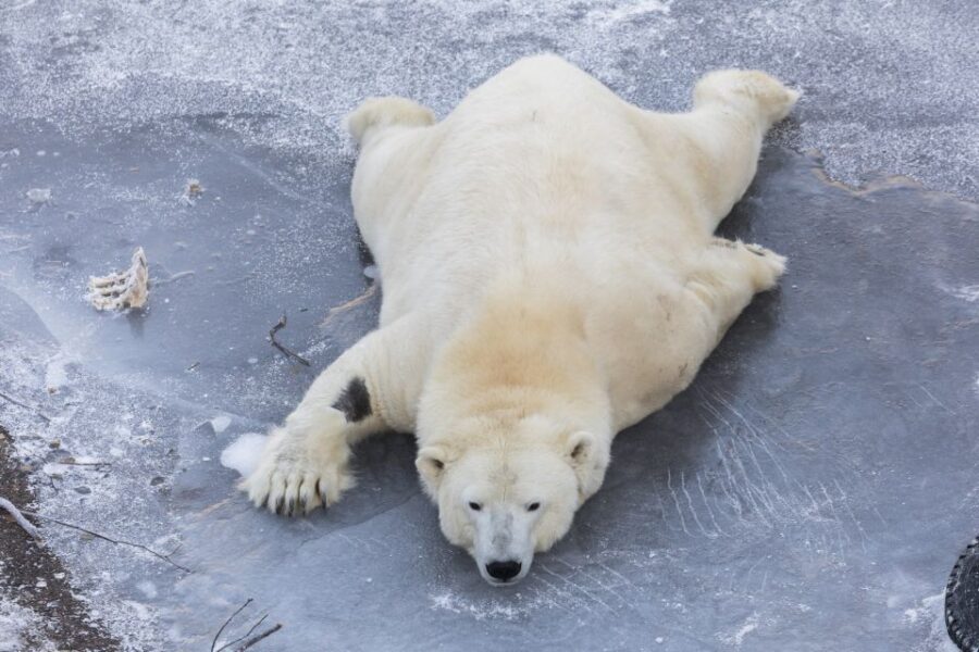 From Rovaniemi: Ranua Wildlife Park Experience - Who should book Ranua from Rovaniemi?