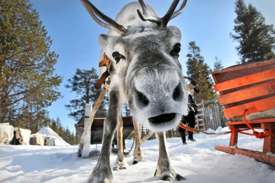 From Rovaniemi: Reindeer Farm Visit with Sleigh Ride - Meeting the Sámi and Herd: Feeding, Questions, and Photo Time