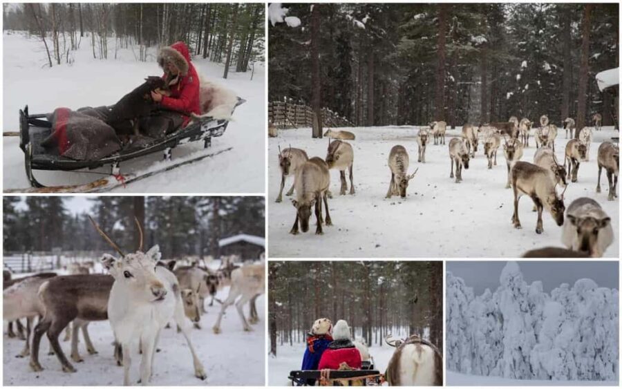From Rovaniemi: Reindeer Farm Visit with Sleigh Ride - Who This Tour Suits Best (and Who Might Want Something Else)