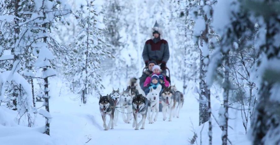 From Rovaniemi: Self-Driven 10km Husky Sled Ride - Husky sledding from Rovaniemi: the 10km captain experience