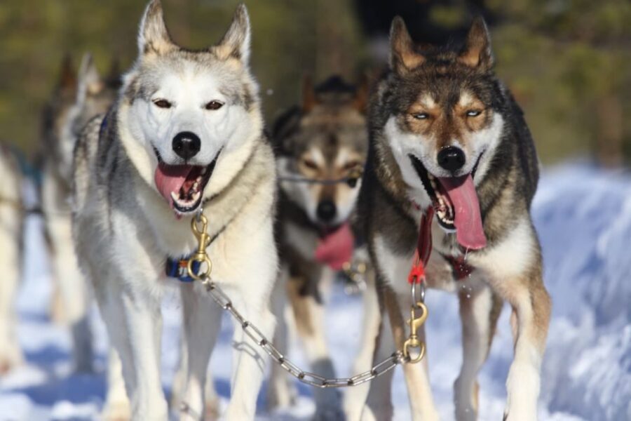 From Rovaniemi: Self-Driven 10km Husky Sled Ride - Before you set off: learning the basics with your instructors