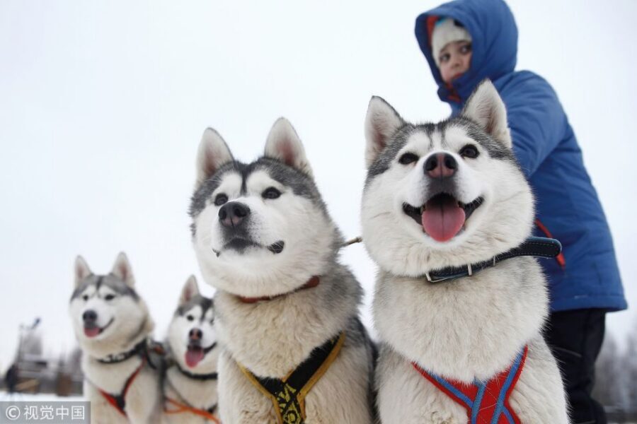From Rovaniemi: Self-Driven 10km Husky Sled Ride - The drive out and back: why timing matters in Lapland