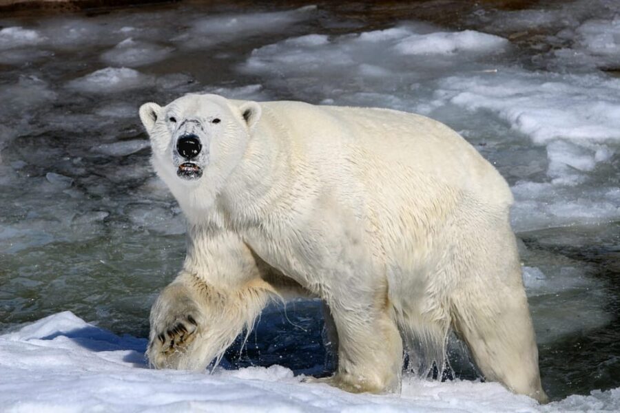 From Rovaniemi: Tour to Ranua Wildlife Park - Quick hits before you go