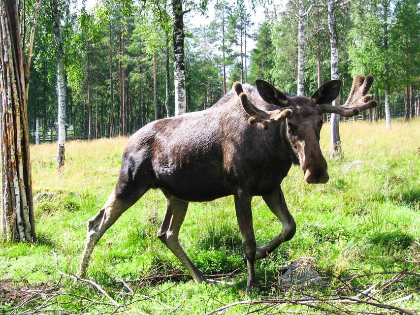 From Rovaniemi: Tour to Ranua Wildlife Park - Rovaniemi to Ranua: the minibus ride that keeps winter simple