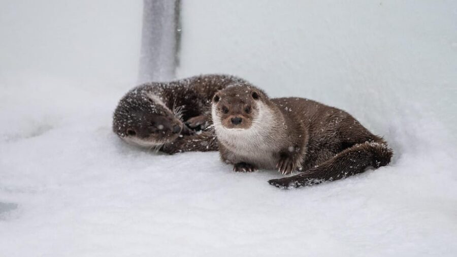 From Rovaniemi: Tour to Ranua Wildlife Park - What Ranua Wildlife Park is really about: Arctic animals, not a checklist