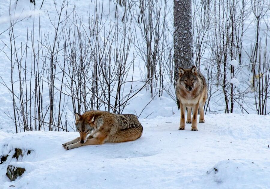 From Rovaniemi: Tour to Ranua Wildlife Park - Getting in faster: skip-the-line entry and your guide’s role
