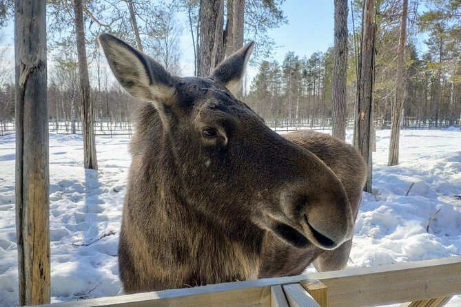 Guided Ranua Wildlife Park tour with Lunch, Small group adventure - Polar bears in Finland: what to focus on (and what not to miss)