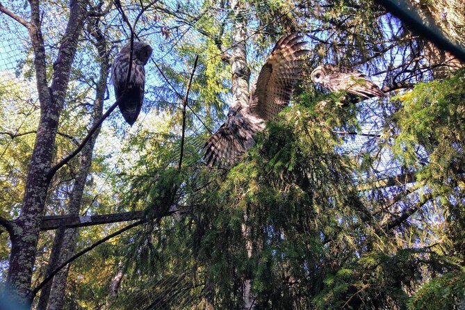 Guided Ranua Wildlife Park tour with Lunch, Small group adventure - Lunch at the right moment: buffet comfort after the cold walk