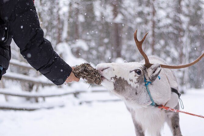 Half-Day Experience in Local reindeer farm in Lapland - What Makes This Half-Day Reindeer Ride Worth Your Time