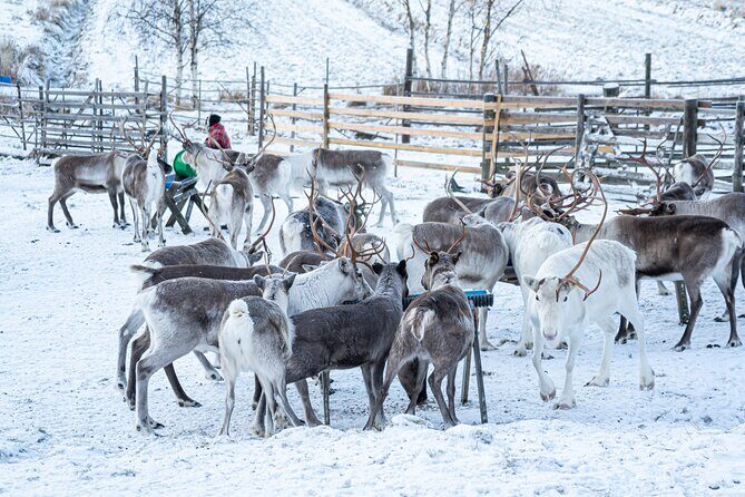 Half-Day Experience in Local reindeer farm in Lapland - The 2km Sleigh Ride Through Snowy Forest: Peaceful, but Not a Solo Quest