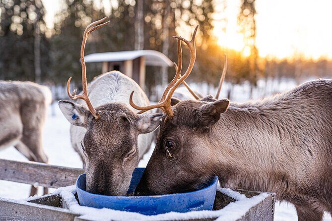Half-Day Experience in Local reindeer farm in Lapland - Feeding and Meeting the Reindeer: The Moment That Makes It Feel Personal