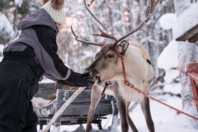 Half-Day Experience in Local reindeer farm in Lapland - The Snacks, the Hut, and the Quick Warm-Down
