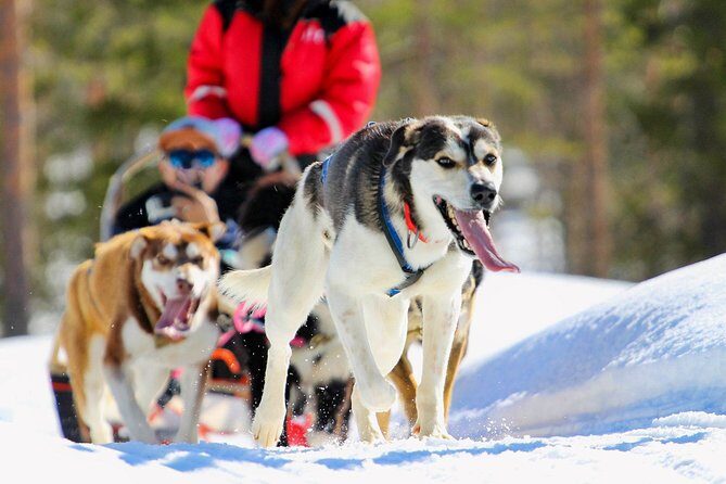 Half-Day Husky Safari and Salmon Ice Fishing Experience - Key things that make this tour work