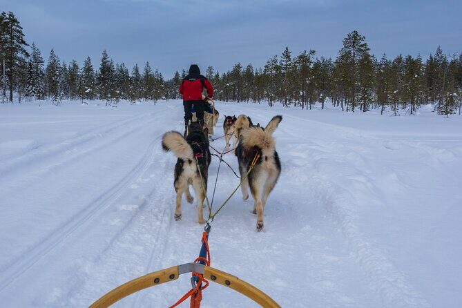 Half-Day Husky Safari and Salmon Ice Fishing Experience - Husky Safari by Sled: how steering and sharing really works