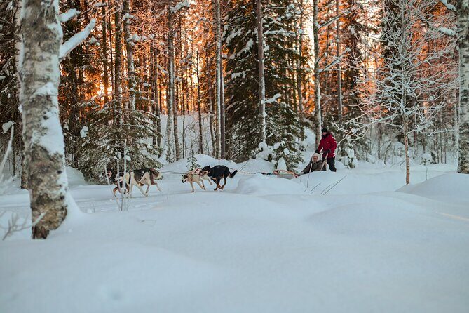 Half-Day Husky Safari and Salmon Ice Fishing Experience - Price and value: is $264.91 per person worth it?