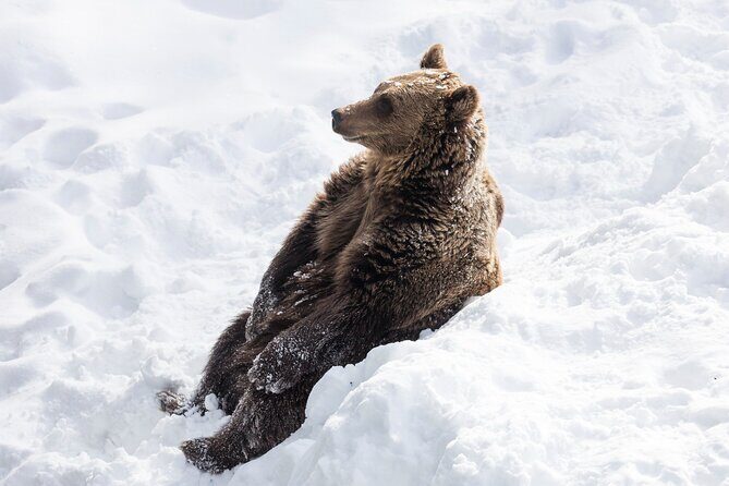 Half-Day Trip to Ranua Wildlife Park from Rovaniemi - Key highlights you’ll care about