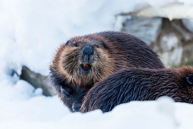 Half-Day Trip to Ranua Wildlife Park from Rovaniemi - Ranua Wildlife Park: what makes it worth your time from Rovaniemi