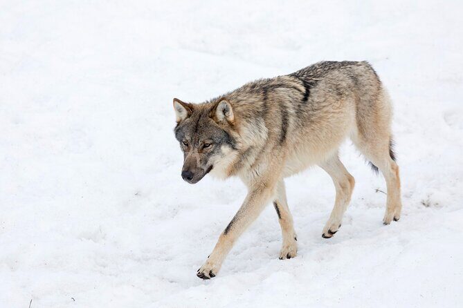 Half-Day Trip to Ranua Wildlife Park from Rovaniemi - What to pack: the one gap in the included stuff