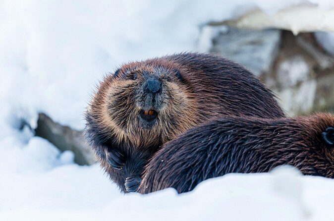 Half-Day Trip to Ranua Wildlife Park from Rovaniemi - Price and value: what you’re actually paying for at $193.49