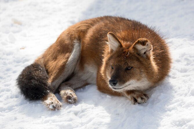 Half-Day Trip to Ranua Wildlife Park from Rovaniemi - The guided 2.5km walk: pace, comfort, and how to see more animals