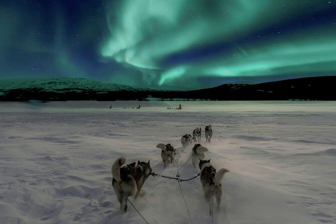 Hunting Northern Lights with Husky - Key things I’d remember before booking