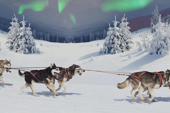 Hunting Northern Lights with Husky - Santa Claus Holiday Village pickup: the evening starts earlier than you think