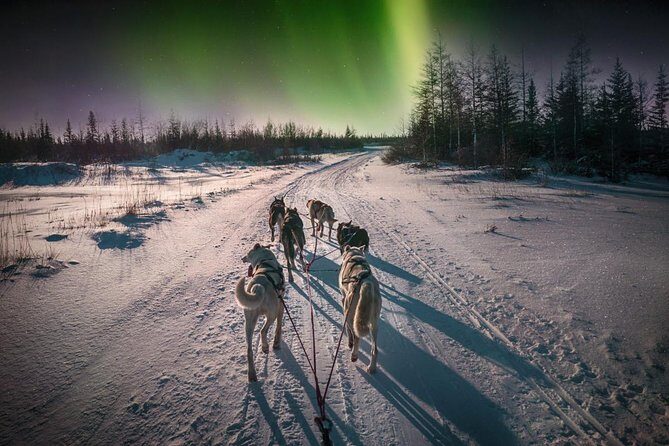 Hunting Northern Lights with Husky - The people factor: guides can make or break the night