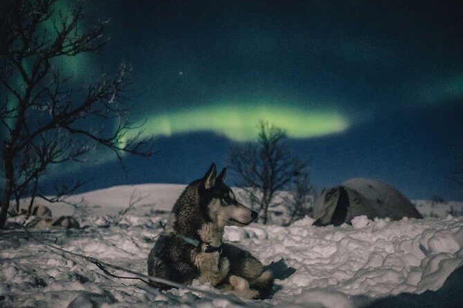 Hunting Northern Lights with Husky - Price and value: what $275.90 really buys you