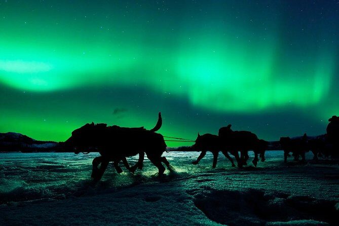 Hunting Northern Lights with Husky - Who should book this husky Northern Lights night