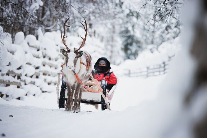 Husky and Reindeer Experience - Three Lapland Stops in One Morning: What You’re Really Buying