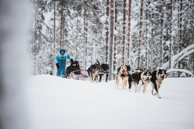 Husky and Reindeer Experience - Santa Claus Village Free Time: Shops, Santa, and the Letter-Post Moment
