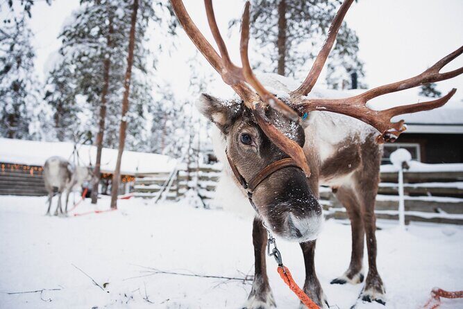 Husky and Reindeer Experience - Timing From Rovaniemi: Why the Day Feels Short (and That’s the Point)